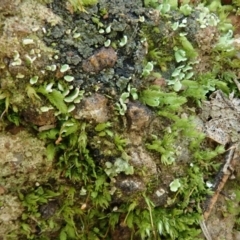 Fissidens sp. at Cook, ACT - 18 Jul 2020 by CathB