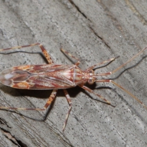 Miridae (family) at Downer, ACT - 3 Jul 2020