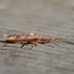 Miridae (family) at Downer, ACT - 3 Jul 2020