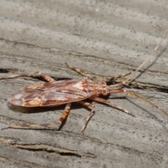 Miridae (family) at Downer, ACT - 3 Jul 2020 11:51 AM