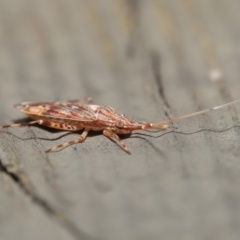 Miridae (family) at Downer, ACT - 3 Jul 2020