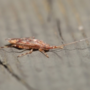 Miridae (family) at Downer, ACT - 3 Jul 2020