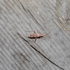 Miridae (family) at Downer, ACT - 3 Jul 2020