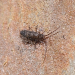 Paronellidae (family) at Acton, ACT - 3 Jul 2020