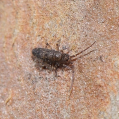 Paronellidae (family) (Paronellid springtail) at Acton, ACT - 3 Jul 2020 by TimL