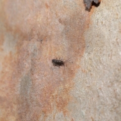 Paronellidae (family) at Acton, ACT - 3 Jul 2020