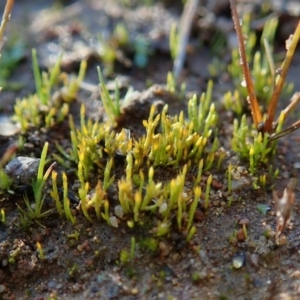 Eccremidium sp. at Cook, ACT - 23 Jul 2020