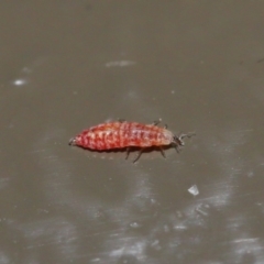 Unidentified Insect at ANBG - 3 Jul 2020 by TimL