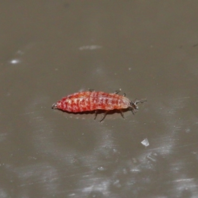 Unverified Insect at Acton, ACT - 3 Jul 2020 by TimL