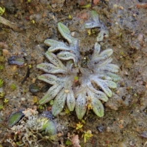 Riccia sp. (genus) at Cook, ACT - 23 Jul 2020