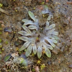 Riccia sp. (Liverwort) at Cook, ACT - 23 Jul 2020 by CathB