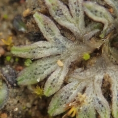 Riccia sp. (genus) at Cook, ACT - 23 Jul 2020 03:01 PM