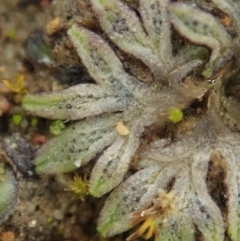 Riccia sp. (genus) at Cook, ACT - 23 Jul 2020