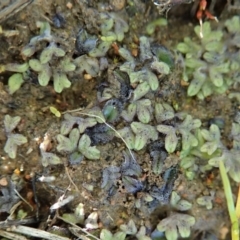 Riccia sp. (genus) at Cook, ACT - 23 Jul 2020