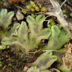 Riccia asprella at Cook, ACT - 23 Jul 2020 03:03 PM