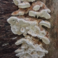 zz Polypore (shelf/hoof-like) at Cook, ACT - 11 Jul 2020 by CathB