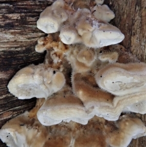 zz Polypore (shelf/hoof-like) at Cook, ACT - suppressed