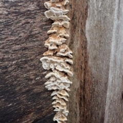 zz Polypore (shelf/hoof-like) at Cook, ACT - suppressed