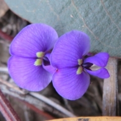 Hardenbergia violacea (False Sarsaparilla) at Black Mountain - 25 Jul 2020 by Christine