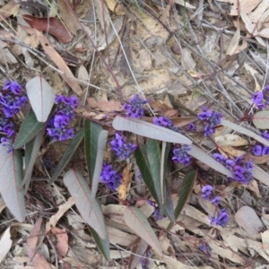 Hardenbergia violacea at Downer, ACT - 25 Jul 2020 02:14 PM