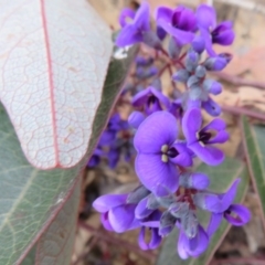 Hardenbergia violacea at Downer, ACT - 25 Jul 2020