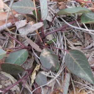 Hardenbergia violacea at Downer, ACT - 25 Jul 2020 02:14 PM