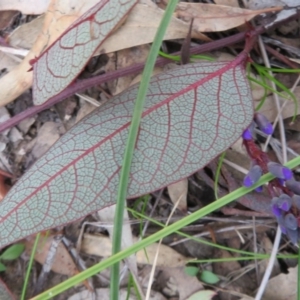 Hardenbergia violacea at Downer, ACT - 25 Jul 2020 02:14 PM