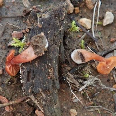 zz agaric (stem; gills not white/cream) at Mount Painter - 23 Jul 2020 by CathB