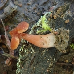 zz agaric (stem; gills not white/cream) at Cook, ACT - 23 Jul 2020 03:43 PM