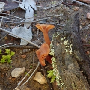 zz agaric (stem; gills not white/cream) at Cook, ACT - 23 Jul 2020 03:43 PM