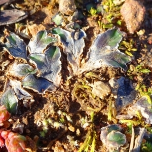 Riccia cartilaginosa at Ainslie, ACT - 25 Jul 2020