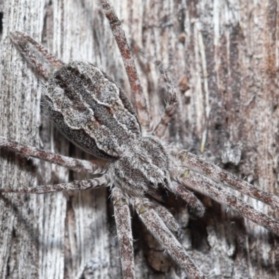 Tamopsis fickerti (Two-tailed spider) at Downer, ACT - 3 Jul 2020 by TimL