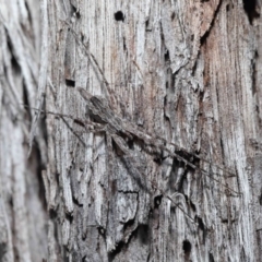 Tamopsis fickerti at Downer, ACT - 3 Jul 2020 12:42 PM