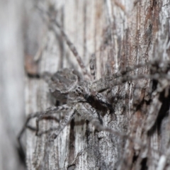 Tamopsis fickerti at Downer, ACT - 3 Jul 2020 12:42 PM