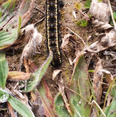 Apina callisto (Pasture Day Moth) at Red Hill to Yarralumla Creek - 25 Jul 2020 by Ct1000