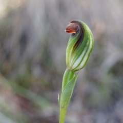 Speculantha rubescens (Blushing Tiny Greenhood) at Canberra Central, ACT - 12 Apr 2014 by AaronClausen