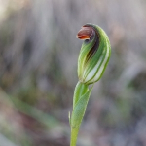 Speculantha rubescens at Canberra Central, ACT - suppressed