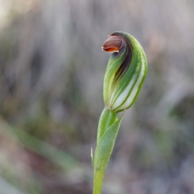 Speculantha rubescens (Blushing Tiny Greenhood) at Black Mountain - 12 Apr 2014 by AaronClausen