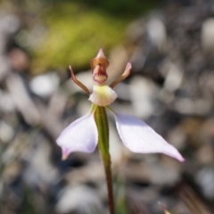 Eriochilus cucullatus (Parson's Bands) at Black Mountain - 12 Apr 2014 by AaronClausen