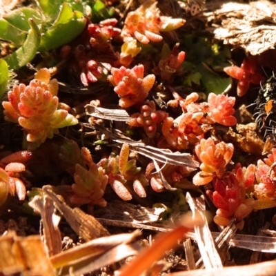 Crassula sieberiana (Austral Stonecrop) at Ainslie volcanic grassland - 25 Jul 2020 by JanetRussell