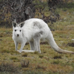 Macropus giganteus at Gundaroo, NSW - suppressed