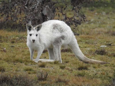 Macropus giganteus (Eastern Grey Kangaroo) at Gundaroo, NSW - 26 Jul 2020 by HelenCross