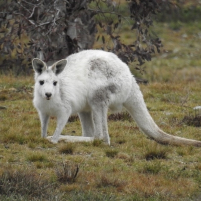 Macropus giganteus (Eastern Grey Kangaroo) at Mcleods Creek Res (Gundaroo) - 26 Jul 2020 by HelenCross