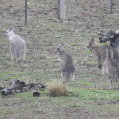 Macropus giganteus at Gundaroo, NSW - suppressed