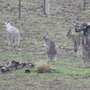 Macropus giganteus at Gundaroo, NSW - suppressed