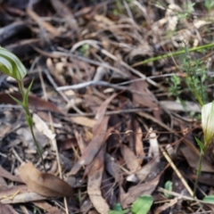 Diplodium ampliatum (Large Autumn Greenhood) at Black Mountain - 12 Apr 2014 by AaronClausen