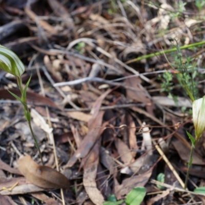 Diplodium ampliatum (Large Autumn Greenhood) at Black Mountain - 12 Apr 2014 by AaronClausen