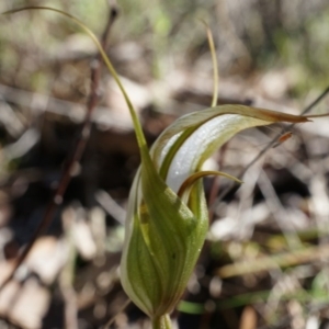 Diplodium ampliatum at Canberra Central, ACT - 12 Apr 2014