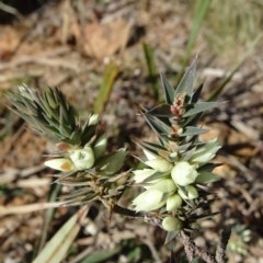 Melichrus urceolatus (Urn Heath) at Ainslie volcanic grassland - 25 Jul 2020 by JanetRussell