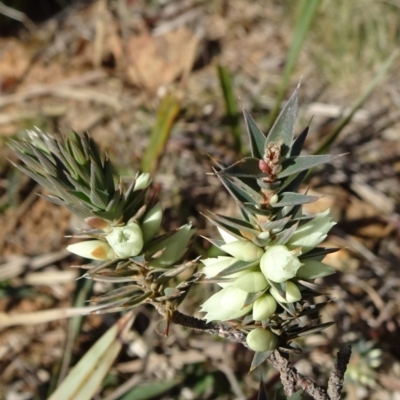 Melichrus urceolatus (Urn Heath) at Ainslie volcanic grassland - 25 Jul 2020 by JanetRussell